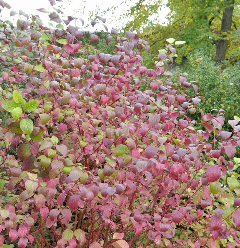 Roter Hartriegel Winter Beauty 40-60cm - Cornus Sanguinea 3 Roter Hartriegel Winter Beauty 40-60cm - Cornus Sanguinea