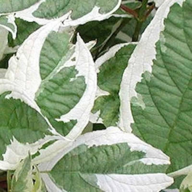 Gelber Hartriegel White Gold 80-100cm - Cornus Stolonifera 3 Gelber Hartriegel White Gold 80-100cm - Cornus Stolonifera