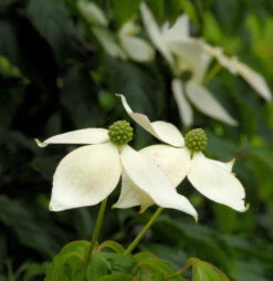 Japanischer Blumenhartriegel 100-125cm - Cornus Kousa
