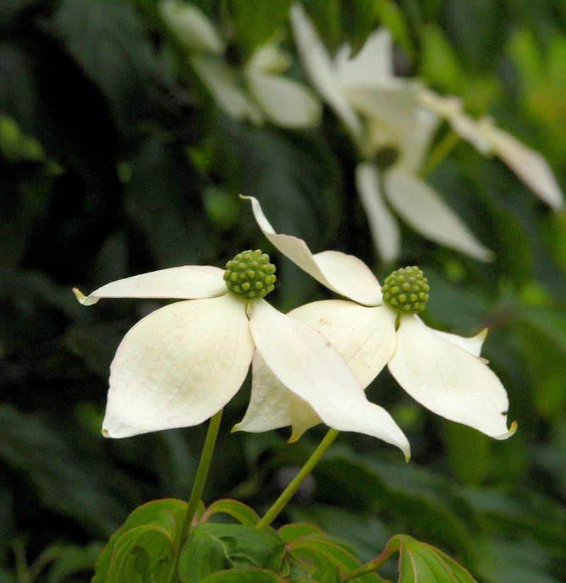 Japanischer Blumenhartriegel 100-125cm - Cornus Kousa 3 Japanischer Blumenhartriegel 100-125cm - Cornus Kousa
