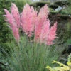 Rosa Pampasgras - Cortaderia Selloana