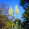Pampasgras Weiße Feder - Cortaderia Selloana 1 Pampasgras Weiße Feder - Cortaderia Selloana -NR-01 Verkäufe Cortaderia selloana Weie Feder