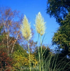 Pampasgras Weiße Feder - Cortaderia Selloana