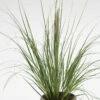 Pampasgras Evita® - XXXL Topf - Cortaderia Selloana -NR-01 Verkäufe Cortaderia selloanaEvita