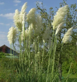 Pampasgras Weiße Wedel - XXXL Topf - Cortaderia Selloana