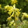 Sibirischer Lerchensporn - Corydalis Nobilis 1 Sibirischer Lerchensporn - Corydalis Nobilis -NR-01 Verkäufe Corydalisnobilis