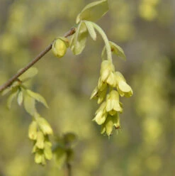 Ährige Scheinhasel 60-80cm - Corylopsis Spicata