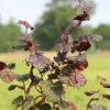 Rotblättrige Korkenzieher Hasel 80-100cm - Corylus Avellana 1 Rotblättrige Korkenzieher Hasel 80-100cm - Corylus Avellana -NR-01 Verkäufe Corylus avellana Contorta Red Majestic 2