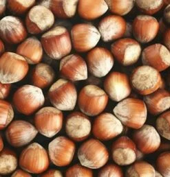 Großfrüchtige Waldhasel Nottinghams Früheste 60-80cm - Corylus Avellana