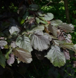 Bluthasel Purpurea 80-100cm - Corylus Avellana