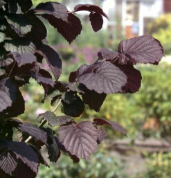 Großfrüchtige Waldhasel Rotblättrige Zellernuss 125-150cm - Corylus Avellana