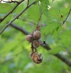 Haselnuß Webbs Preisnuss 100-125cm - Corylus Avellana