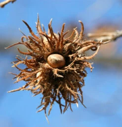 Baumhasel 125-150cm - Corylus Colurna
