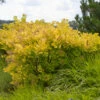 Perückenstrauch Golden Spirit® 60-80cm - Cotinus Coggygria -NR-01 Verkäufe Cotinus coggygria GoldenSpirit 1