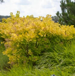 Perückenstrauch Golden Spirit® 100-125cm - Cotinus Coggygria