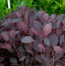 Perückenstrauch Lilla 80-100cm - Cotinus Coggygria