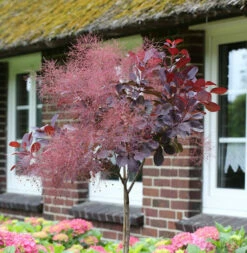 Hochstamm Perückenstrauch Royal Purple 40-60cm - Cotinus Coggygria