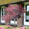 Hochstamm Perückenstrauch Royal Purple 80-100cm - Cotinus Coggygria 2 Hochstamm Perückenstrauch Royal Purple 80-100cm - Cotinus Coggygria -NR-01 Verkäufe Cotinus coggygria Royal Purple Stamm 2