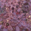 Perückenstrauch Royal Purple 25-30cm - Cotinus Coggygria