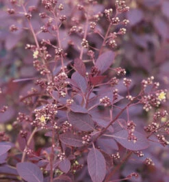 Perückenstrauch Royal Purple 25-30cm - Cotinus Coggygria