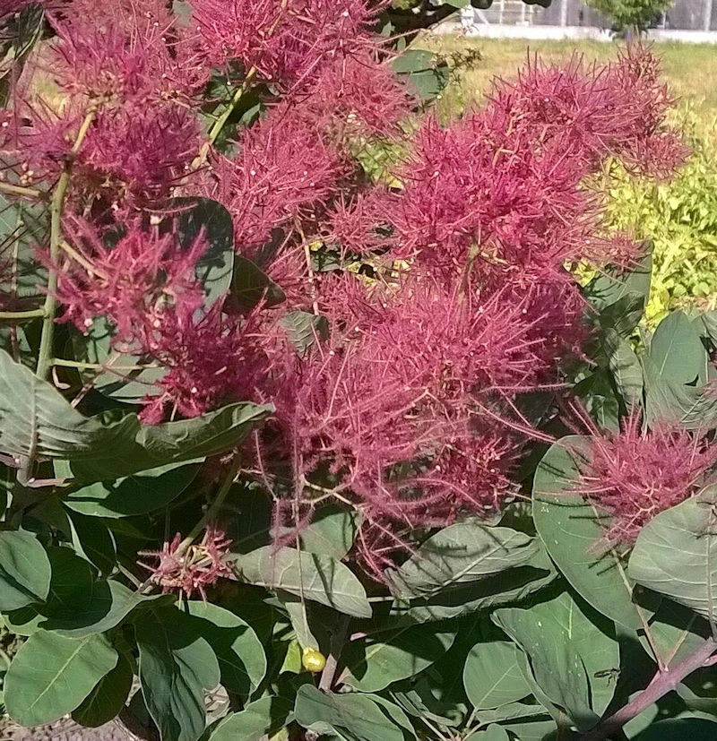 Perückenstrauch Smokey Joe 30-40cm - Cotinus Coggygria 3 Perückenstrauch Smokey Joe 30-40cm - Cotinus Coggygria