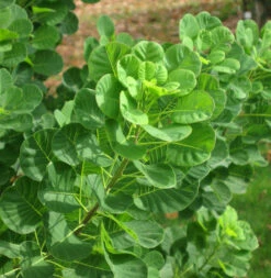 Perückenstrauch 100-125cm - Cotinus Coggygria
