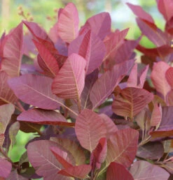 Perückenstrauch Grace 60-80cm - Cotinus Dummeri