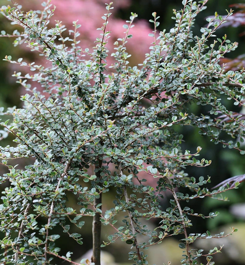Hochstamm Kleinblättrige Zwergmispel Mirelle 80-100cm - Cotoneaster Cochleatus 3 Hochstamm Kleinblättrige Zwergmispel Mirelle 80-100cm - Cotoneaster Cochleatus