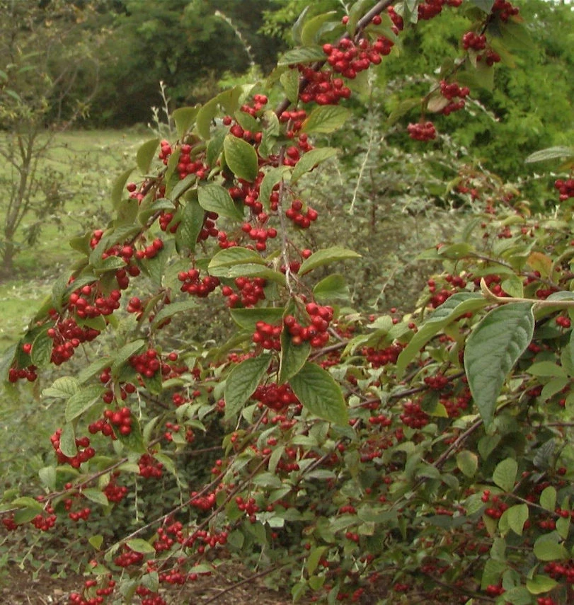 Runzelige Zwergmispel Koralle 60-80cm - Cotoneaster Bullatus 3 Runzelige Zwergmispel Koralle 60-80cm - Cotoneaster Bullatus