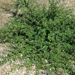 10x Zwergmispel Cooper 10-15cm - Cotoneaster Dammeri