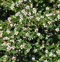 10x Zwergmispel Coral Beauty 15-20cm - Cotoneaster Dammeri