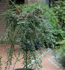 Hochstamm Zwergmispel Coral Beauty 125-150cm - Cotoneaster Dammeri