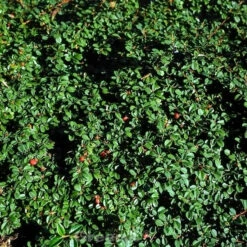 10x Zwergmispel Eichholz 15-20cm - Cotoneaster Dammeri
