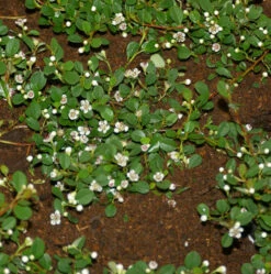 10x Kriechmispel Frieders Evergreen 10-15cm - Cotoneaster Dammeri