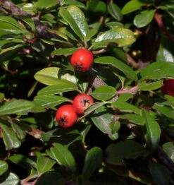 Hochstamm Kriechmispel Pancake 60-80cm - Cotoneaster Dammeri