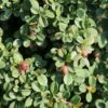 10x Kriechmispel Streibs Findling 10-15cm - Cotoneaster Dammeri