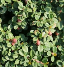 10x Kriechmispel Streibs Findling 10-15cm - Cotoneaster Dammeri