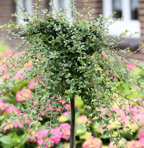 Hochstamm Kriechmispel Streibs Findling 80-100cm - Cotoneaster Dammeri 3 Hochstamm Kriechmispel Streibs Findling 80-100cm - Cotoneaster Dammeri