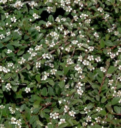 10x Zwergmispel Radicans 10-15cm - Cotoneaster Dammeri