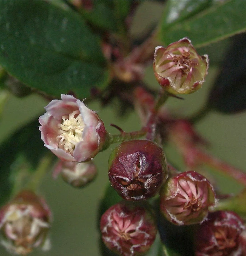 Glänzende Zwergmispel 125-150cm - Cotoneaster Lucidus 3 Glänzende Zwergmispel 125-150cm - Cotoneaster Lucidus