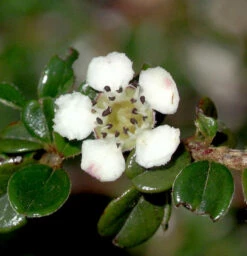 Immergrüne Kissenmispel 15-20cm - Cotoneaster Microphyllus