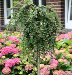 Hochstamm Teppichmispel Queen Of Carpets 40-60cm - Cotoneaster Microphyllus