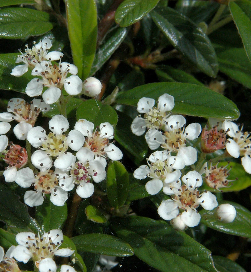Hochstamm Kriechmispel Gnom 60-80cm - Cotoneaster Salicifolius 3 Hochstamm Kriechmispel Gnom 60-80cm - Cotoneaster Salicifolius