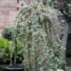 Hochstamm Mispel Juliette 60-80cm - Cotoneaster Dammeri