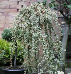 Hochstamm Mispel Juliette 60-80cm - Cotoneaster Dammeri