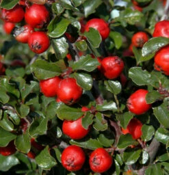 Hochstamm Thymianblättrige Zwergmispel 40-60cm - Cotoneaster Thymifolius