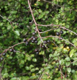 Spitzblättrige Strauchmispel 80-100cm - Cotoneaster Acutifolius