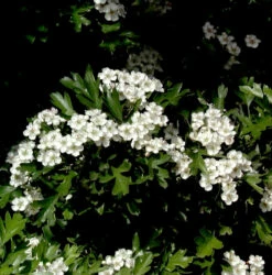 Kugel Zwerg Weißdorn 25-30cm - Crataegus Monogyna