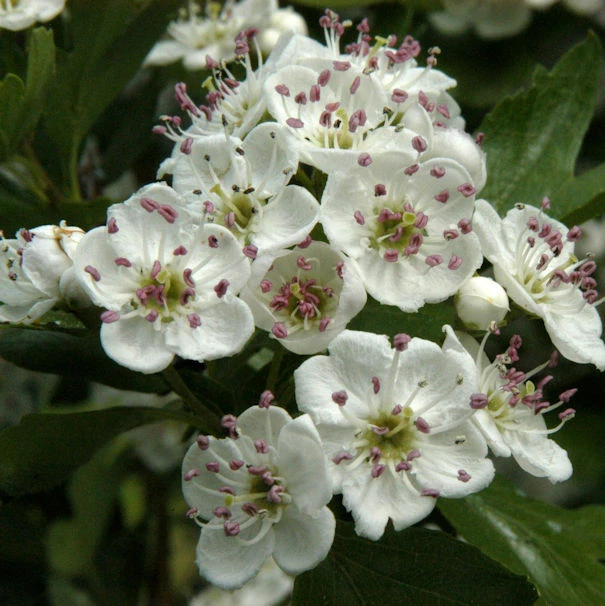Eingriffeliger Weißdorn 125-150cm - Crataegus Monogyna 3 Eingriffeliger Weißdorn 125-150cm - Crataegus Monogyna