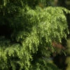 Japanische Sicheltanne Viridis 30-40cm - Cryptomeria Japonica 1 Japanische Sicheltanne Viridis 30-40cm - Cryptomeria Japonica -NR-01 Verkäufe Cryptomeria japonica ElegansViridis 2